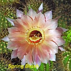 Spring Blush.4.1.jpg 